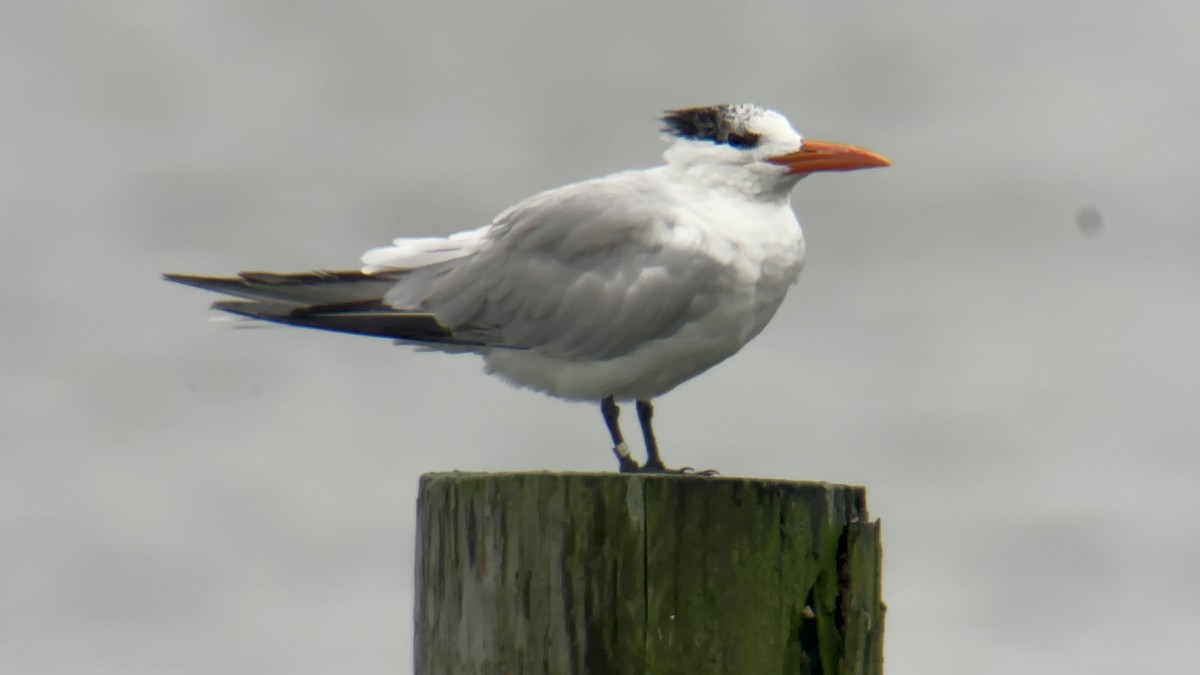 Royal Tern - Andy McGann