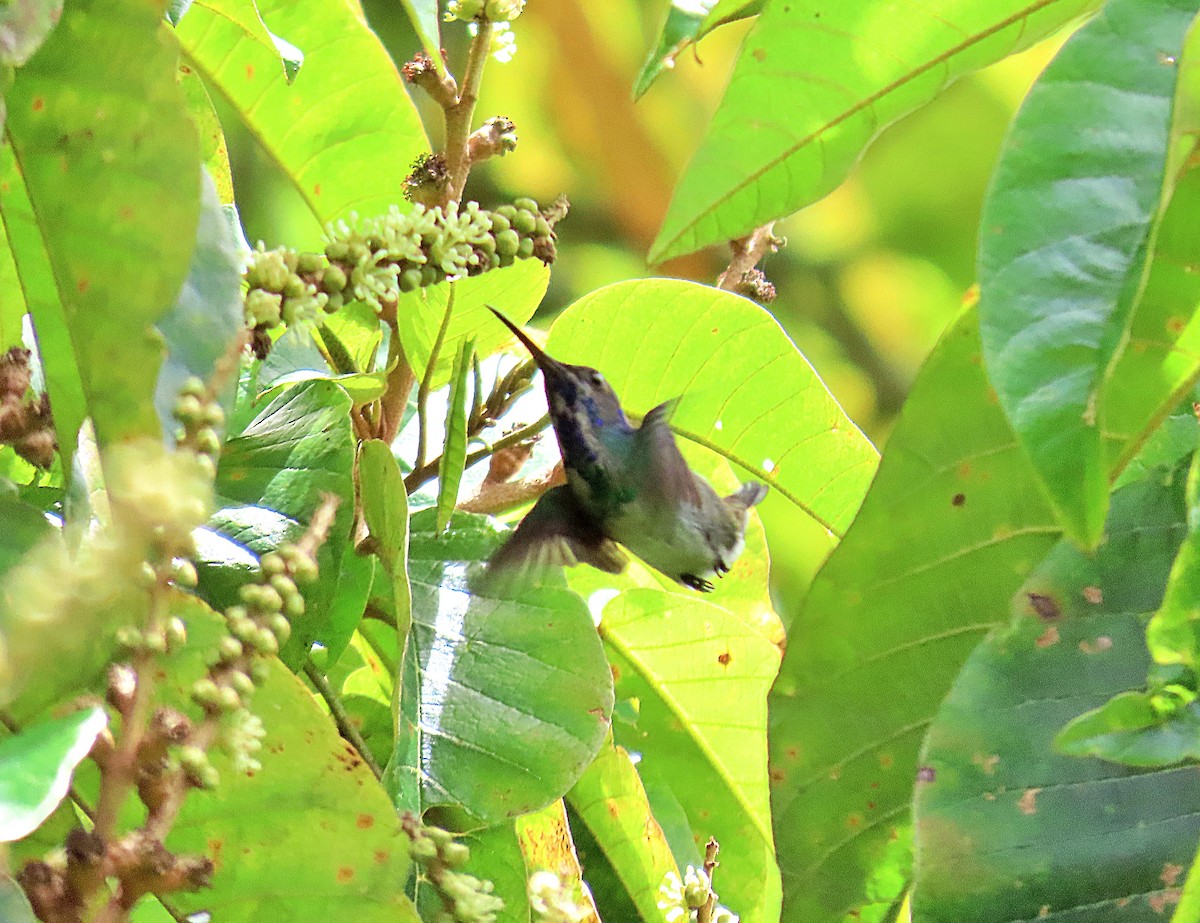 Violet-headed Hummingbird - ML609296422