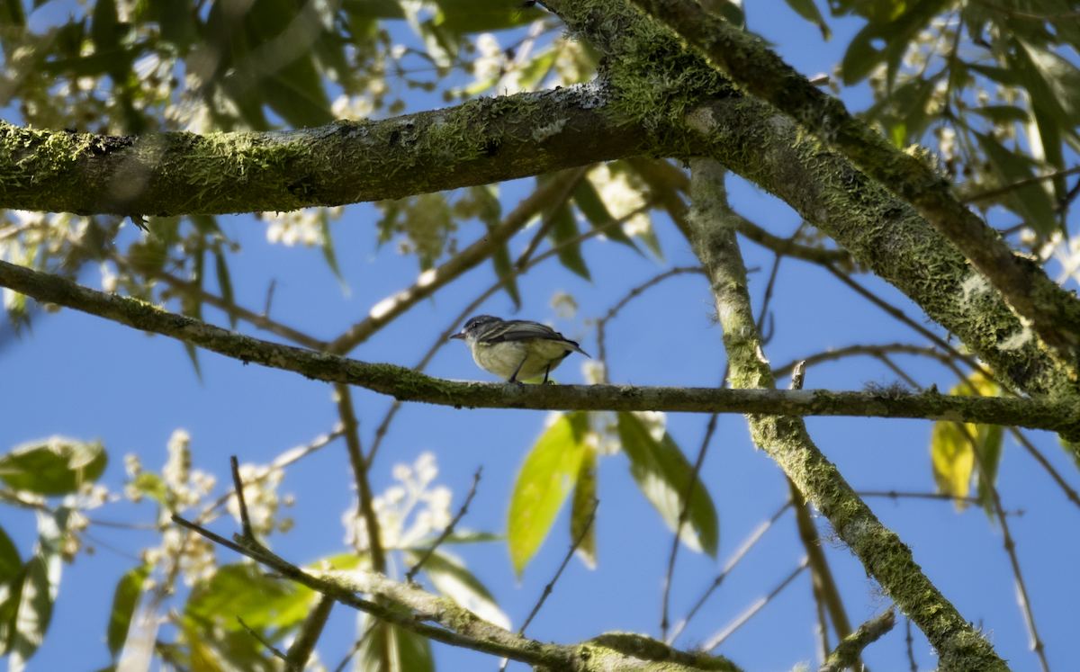 White-fronted Tyrannulet - ML609296423