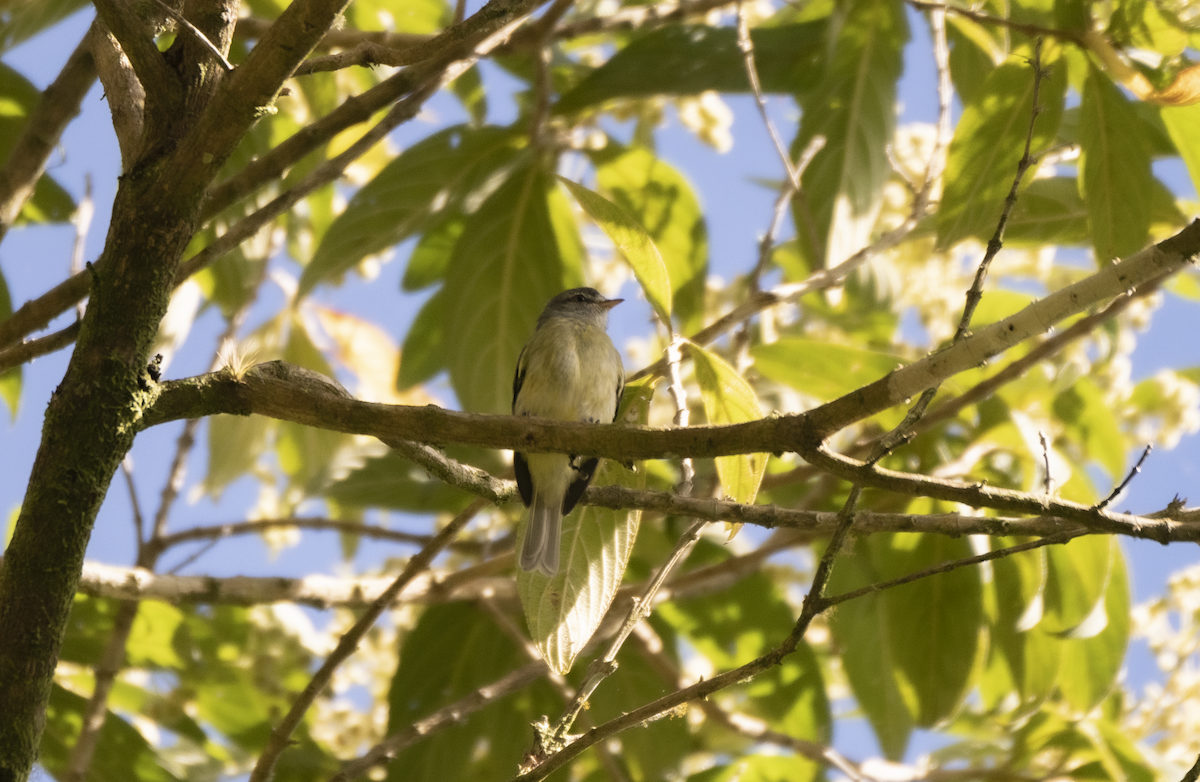White-fronted Tyrannulet - ML609296429
