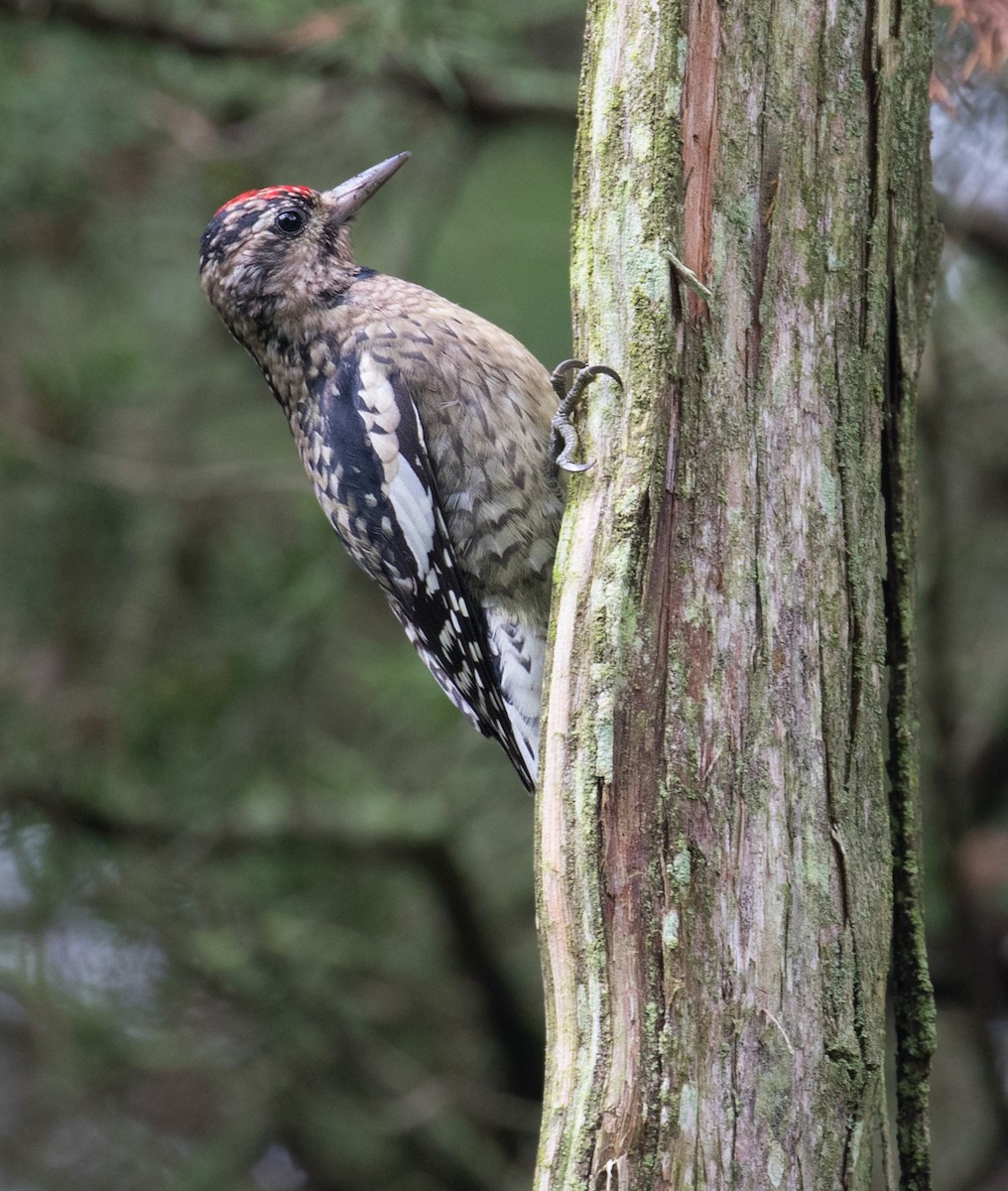 Yellow-bellied Sapsucker - ML609296536