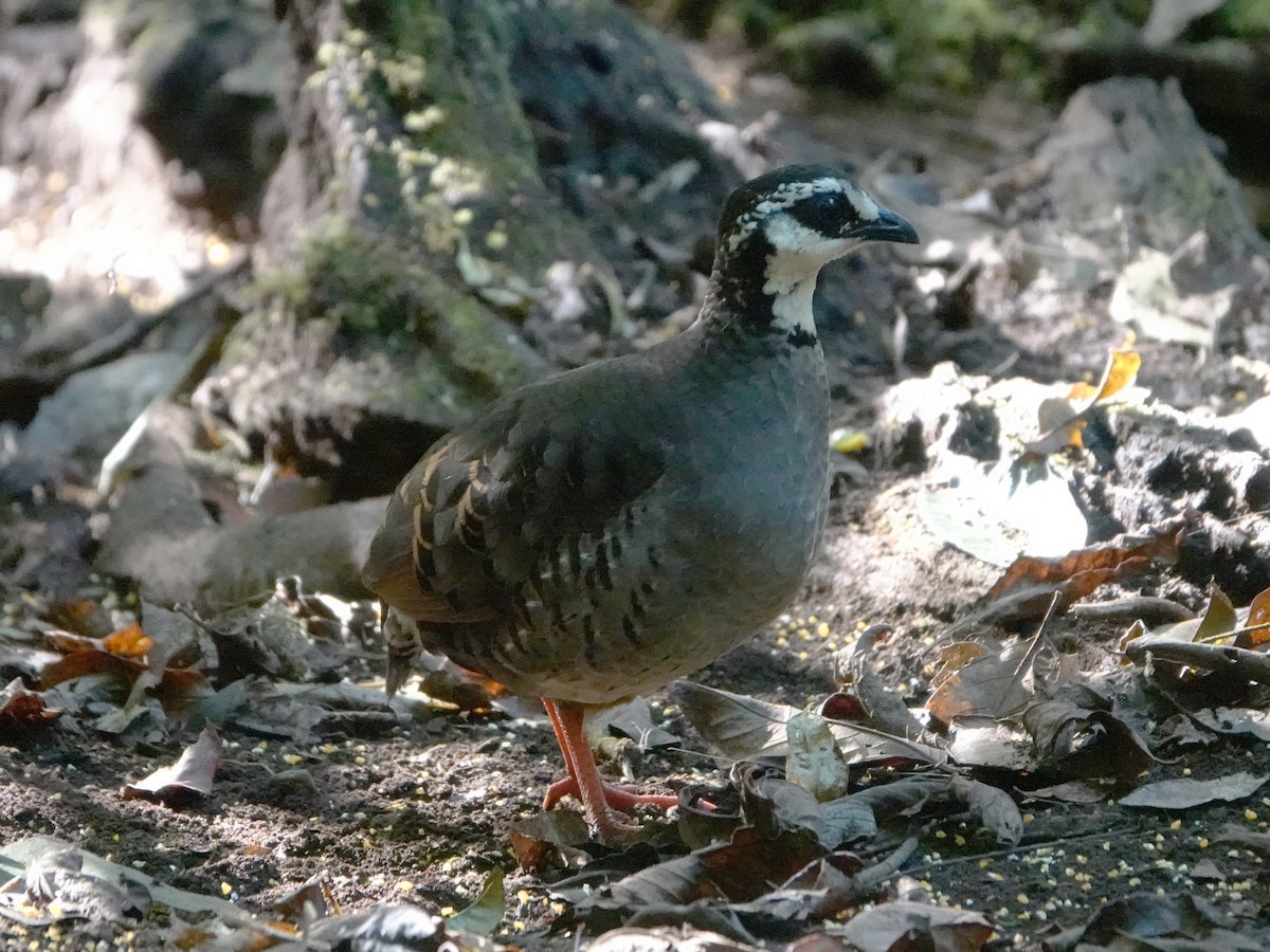 Gray-breasted Partridge - ML609296689