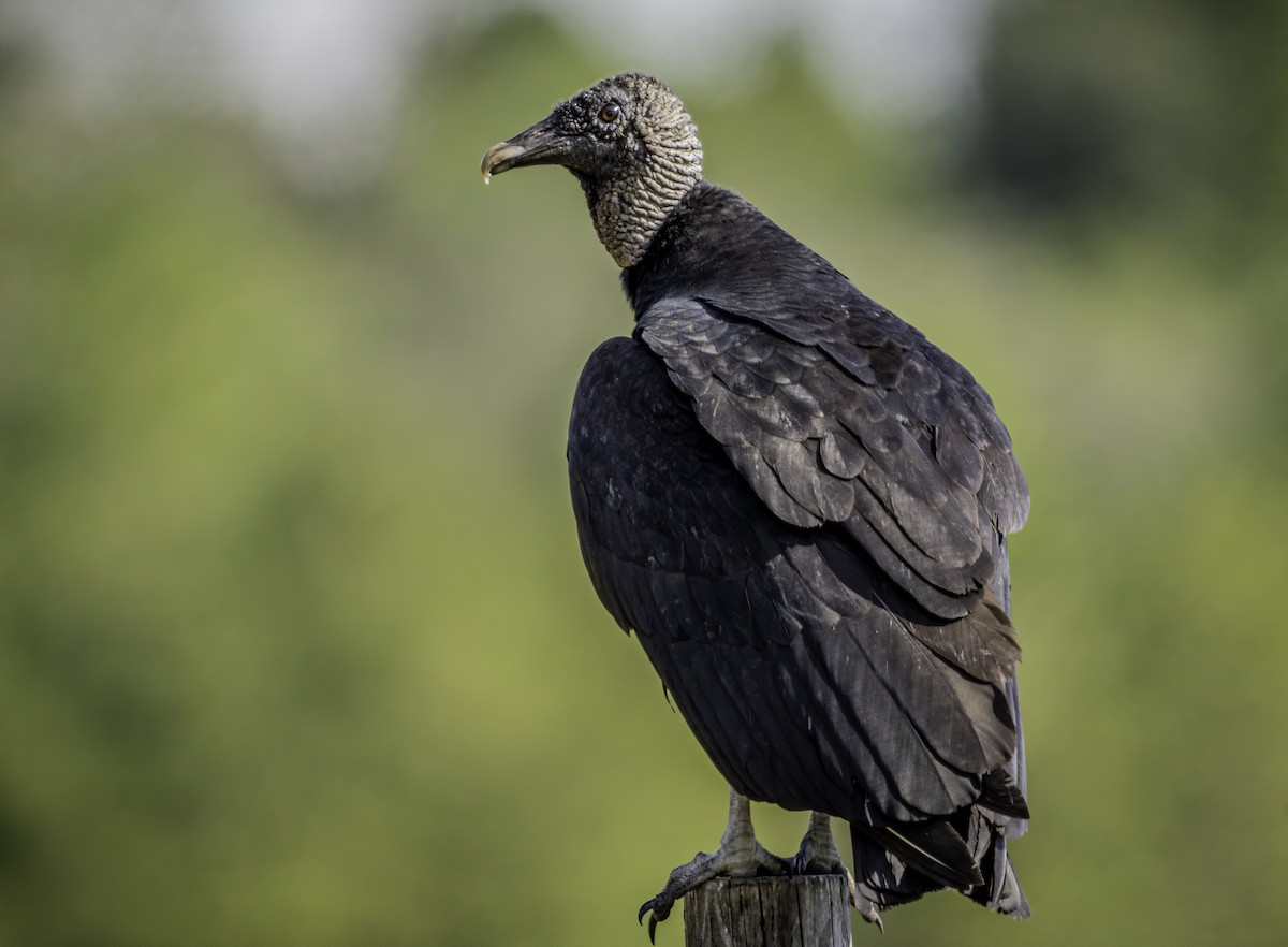 Black Vulture - ML609296735