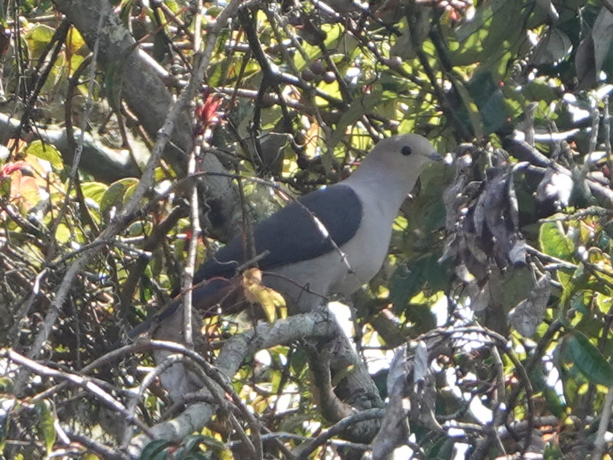 Dark-backed Imperial-Pigeon - Barry Reed