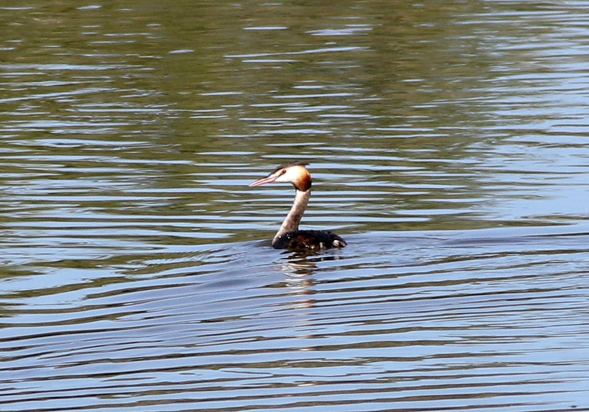 Great Crested Grebe - ML609296775