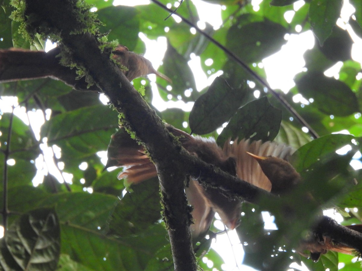 Papuan Babbler - ML609296874