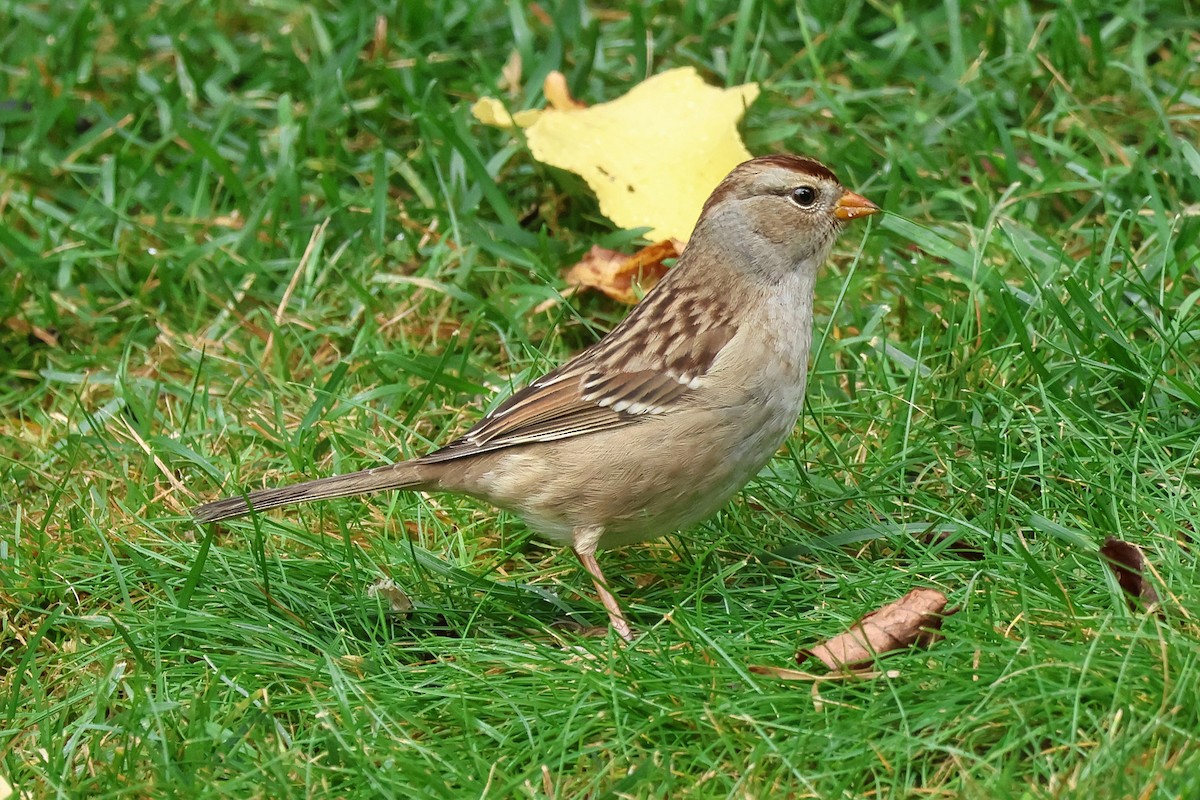 White-crowned Sparrow - ML609296875