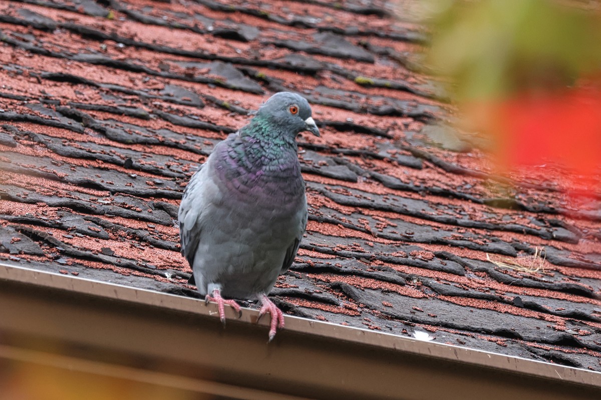 Rock Pigeon (Feral Pigeon) - ML609296879