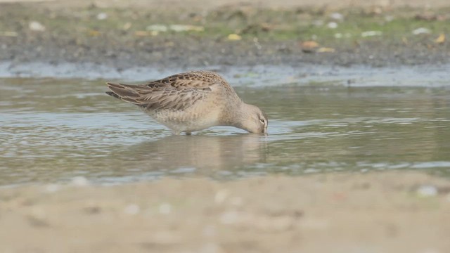 Long-billed Dowitcher - ML609296883