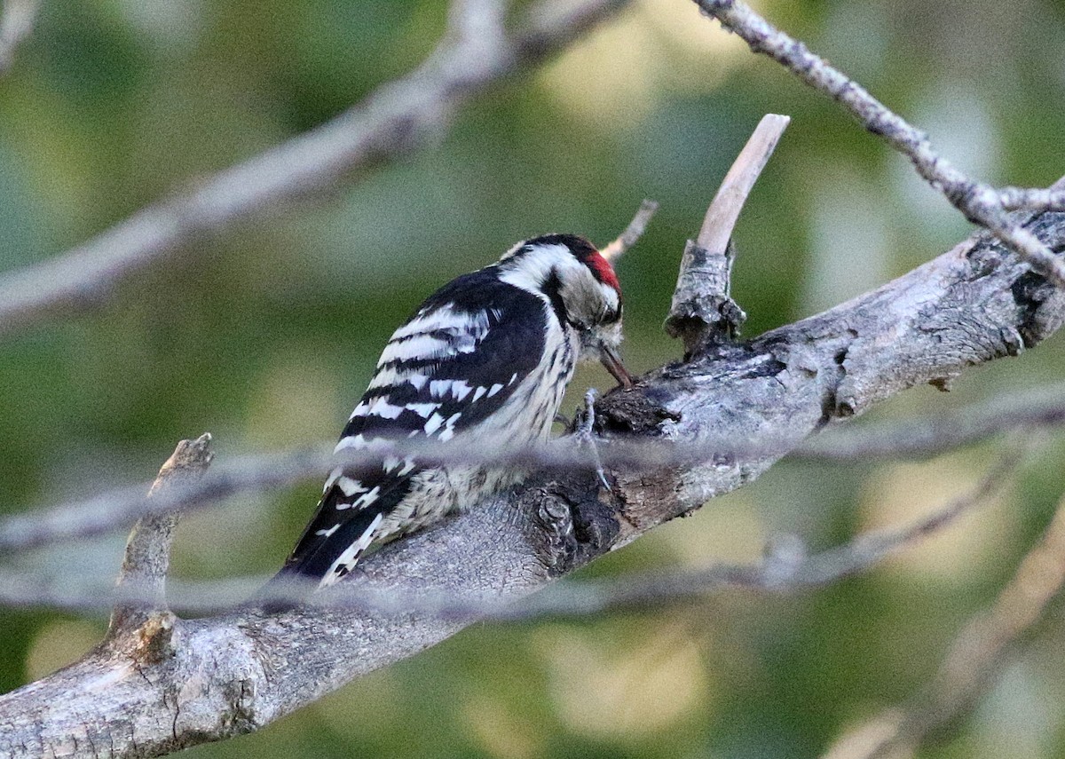 Lesser Spotted Woodpecker - ML609296884