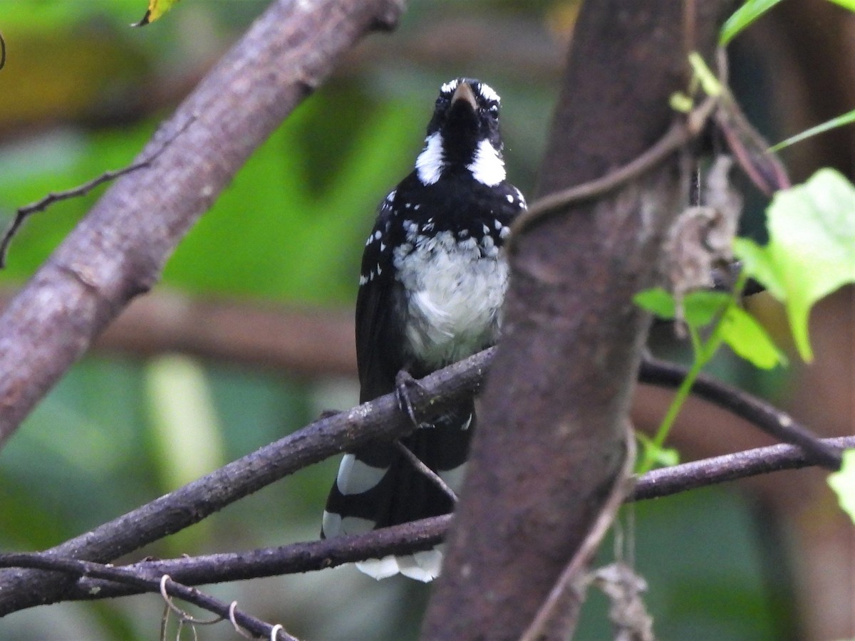 White-bellied Thicket-Fantail - ML609296915