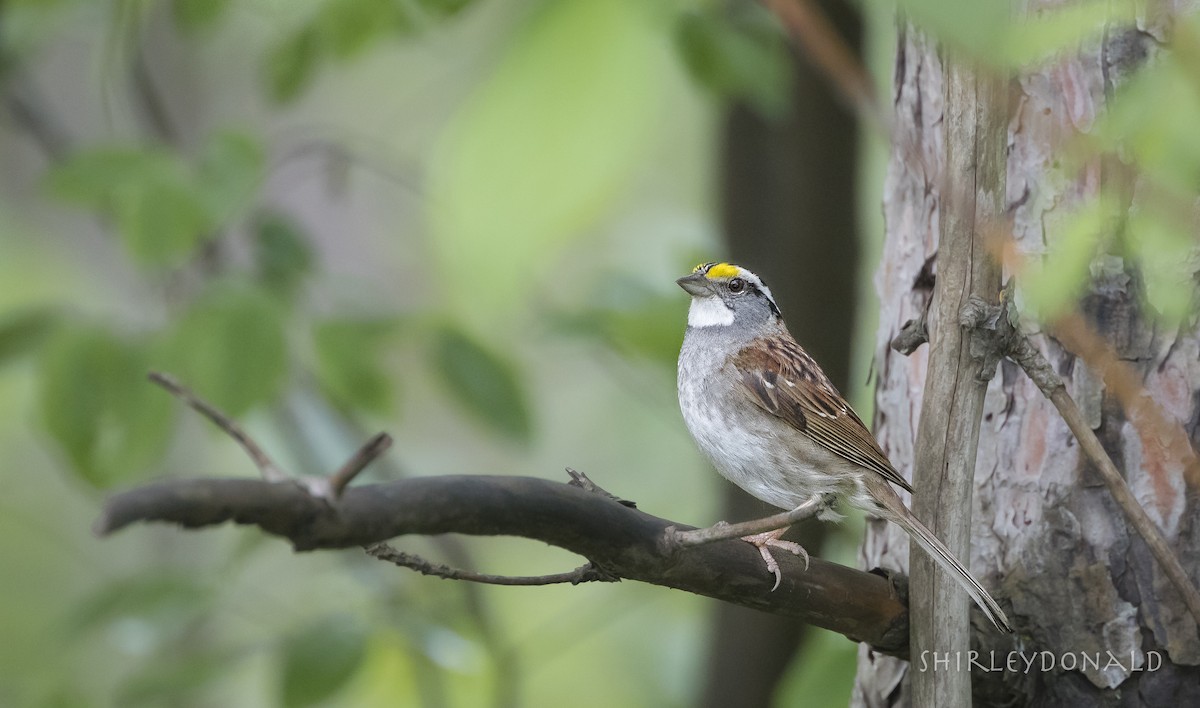 White-throated Sparrow - Shirley Donald