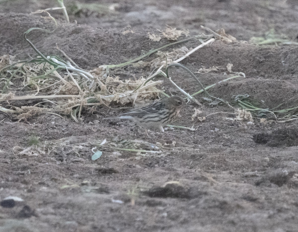 Red-throated Pipit - ML609297730