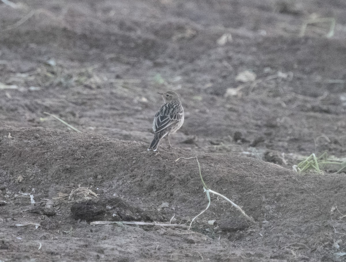 Red-throated Pipit - ML609297731