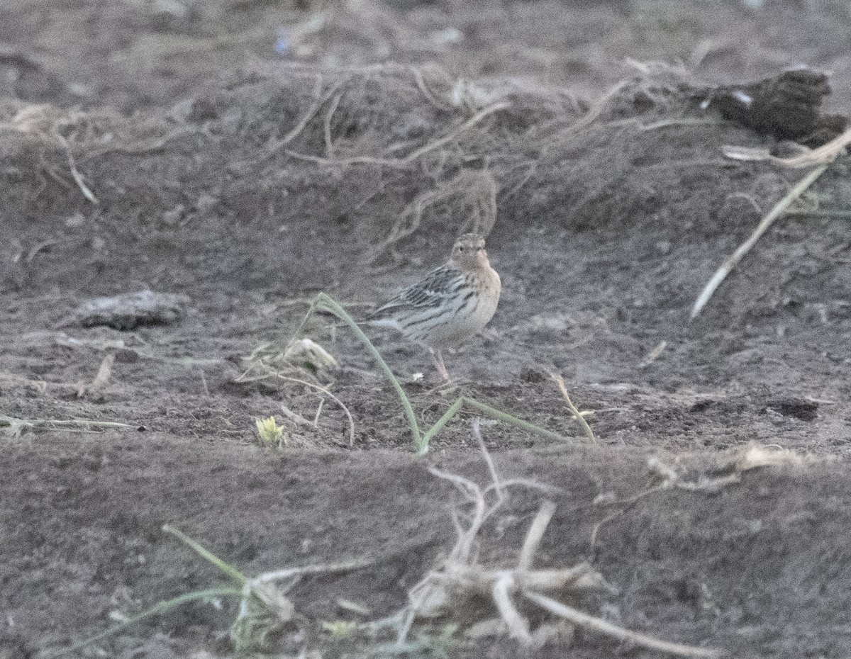 Red-throated Pipit - ML609297733