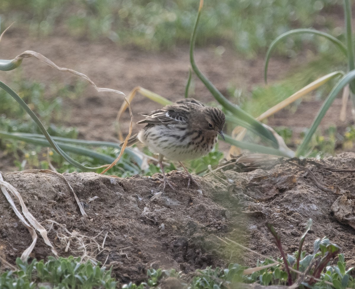 Red-throated Pipit - ML609297758
