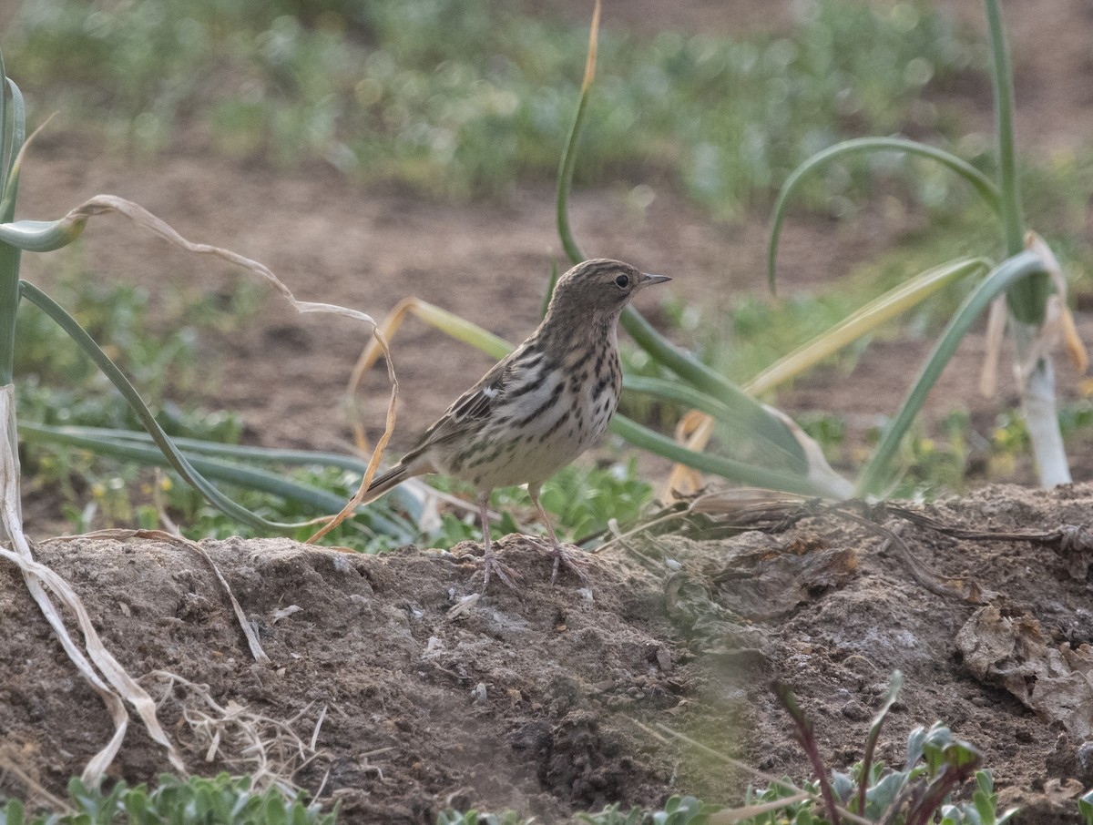 Red-throated Pipit - ML609297759