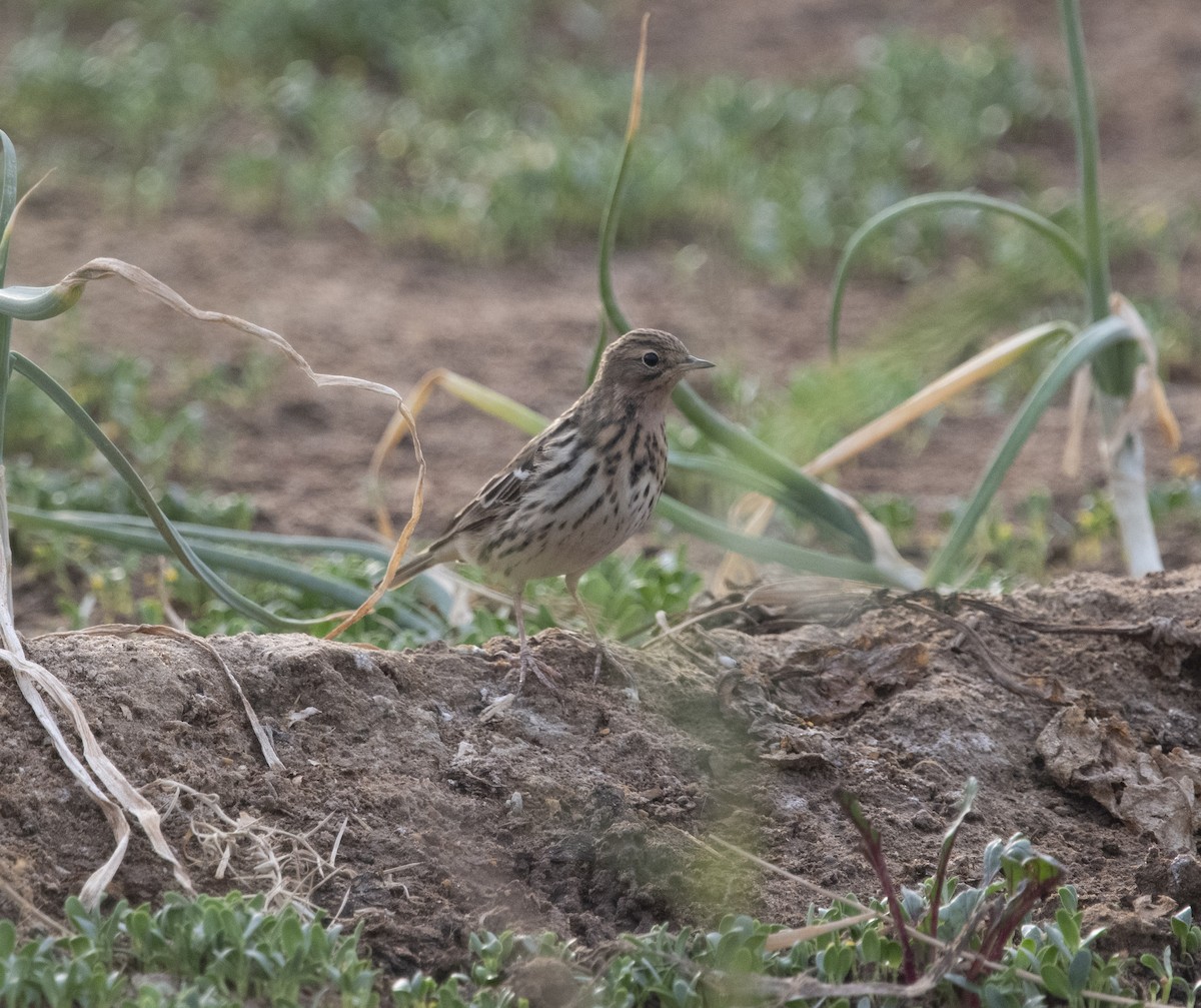 Red-throated Pipit - ML609297760