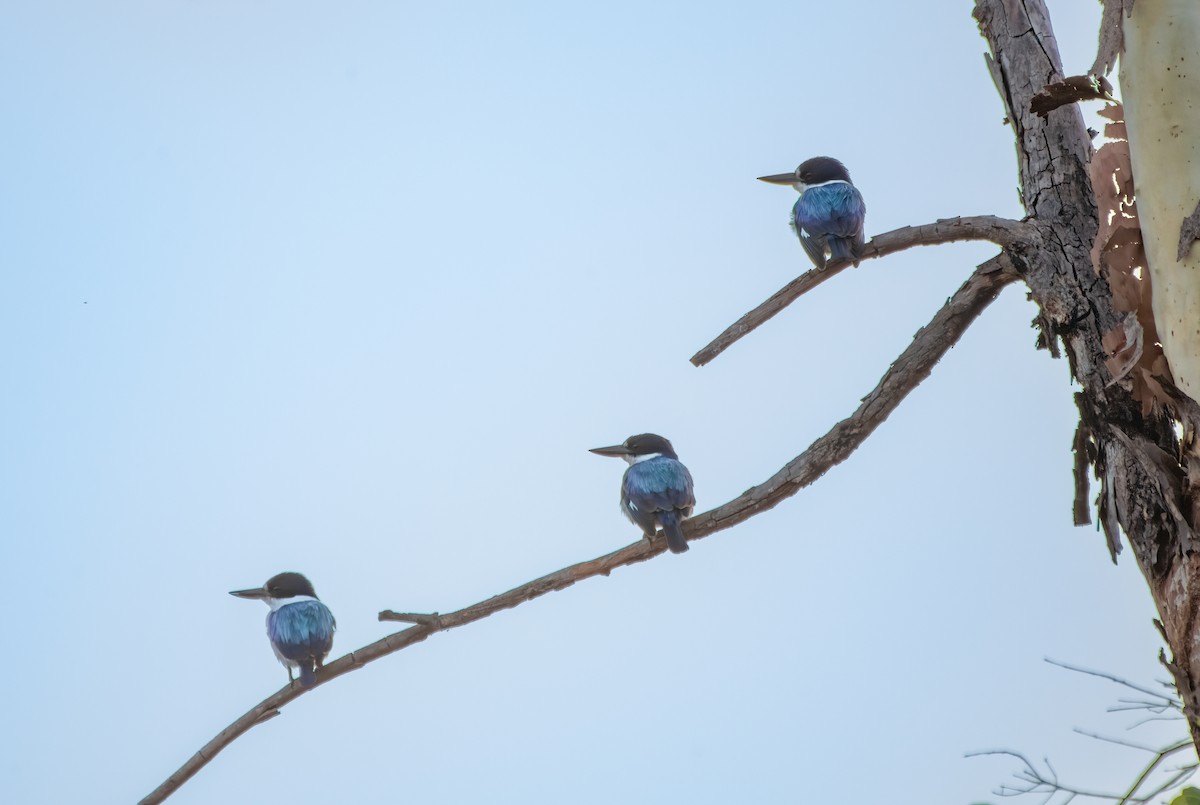 Forest Kingfisher - ML609297818