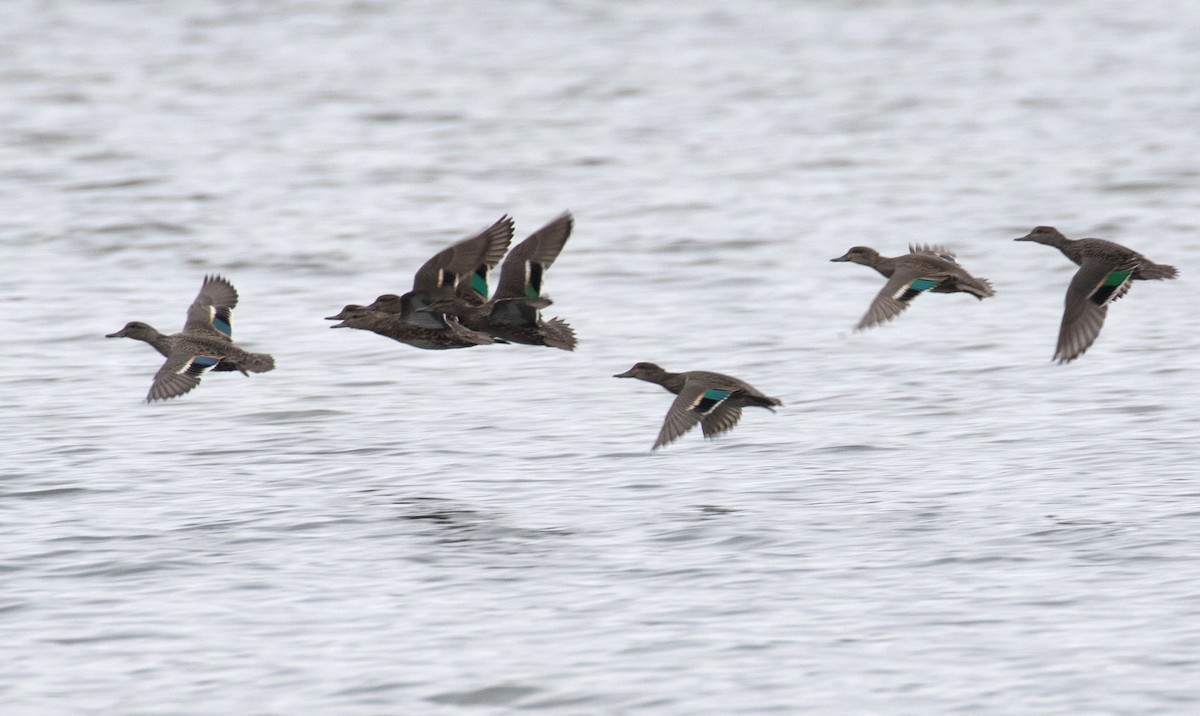 Green-winged Teal - ML609297973