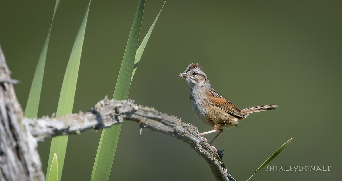 Swamp Sparrow - Shirley Donald