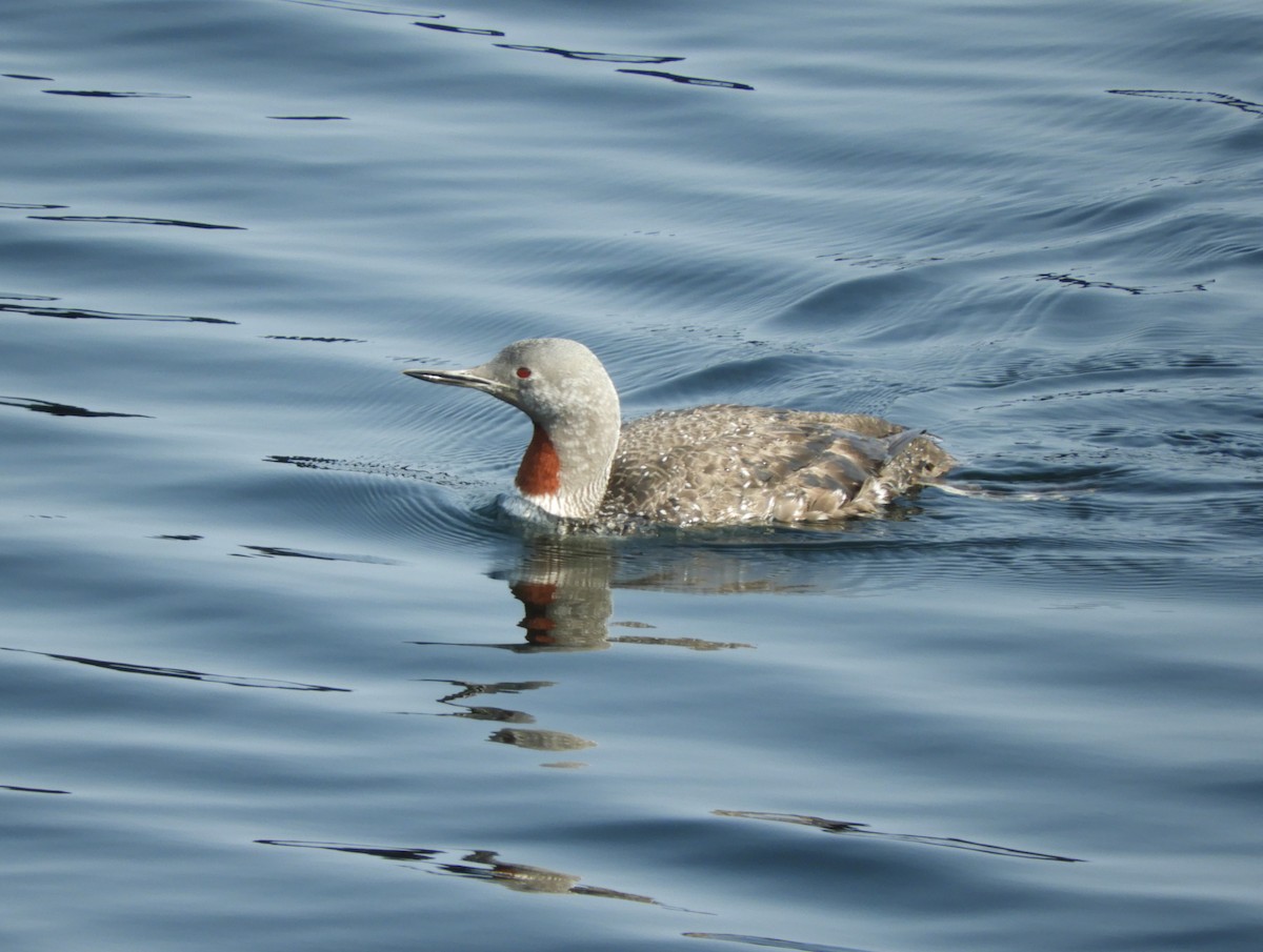 Red-throated Loon - ML609298033