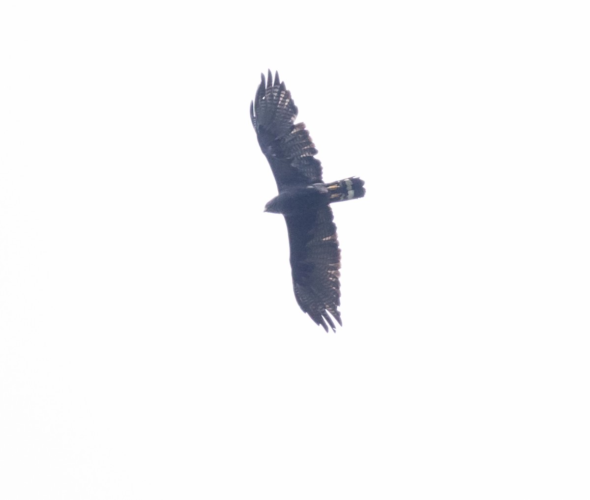 Zone-tailed Hawk - Trevor Sleight