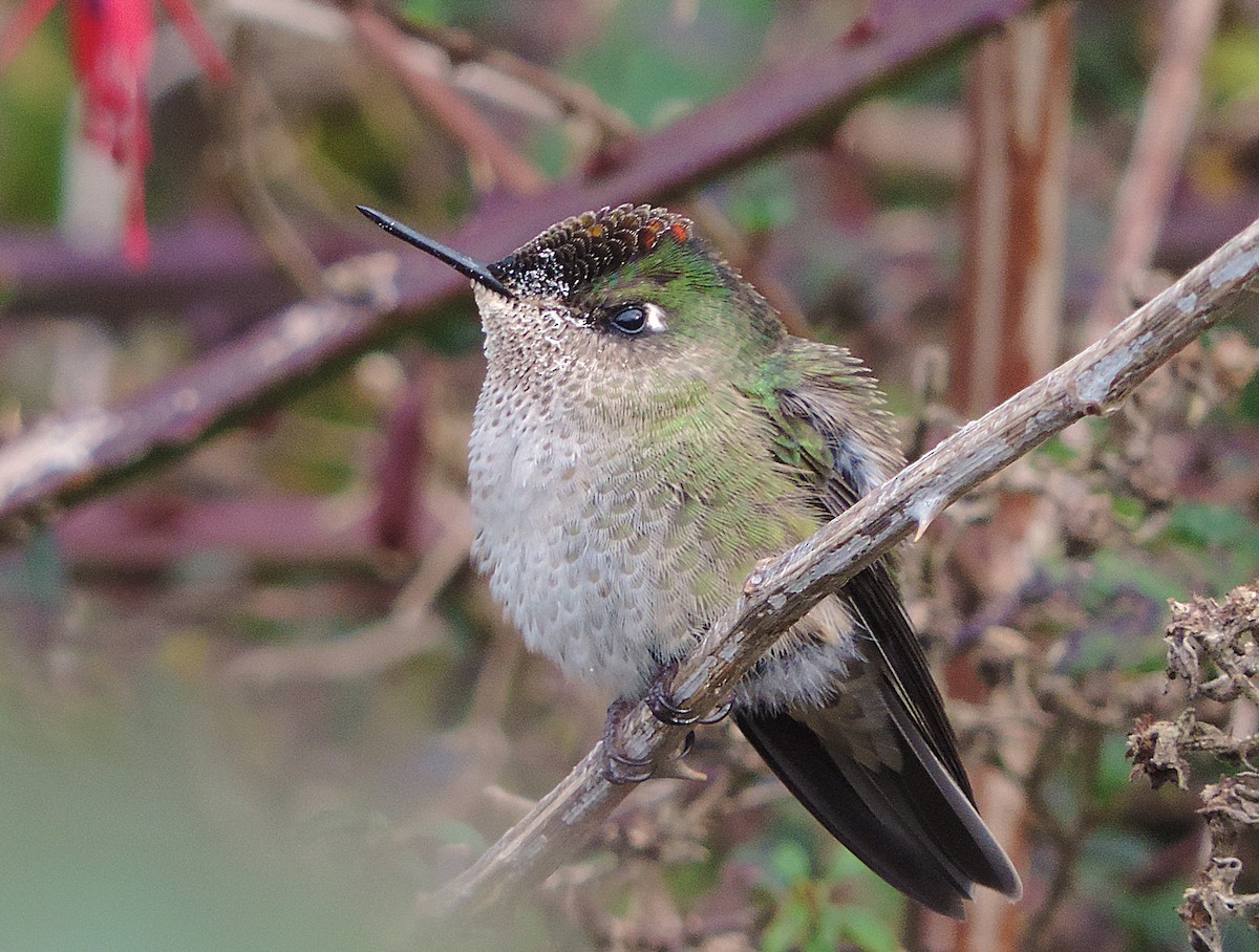 Green-backed Firecrown - ML60929851