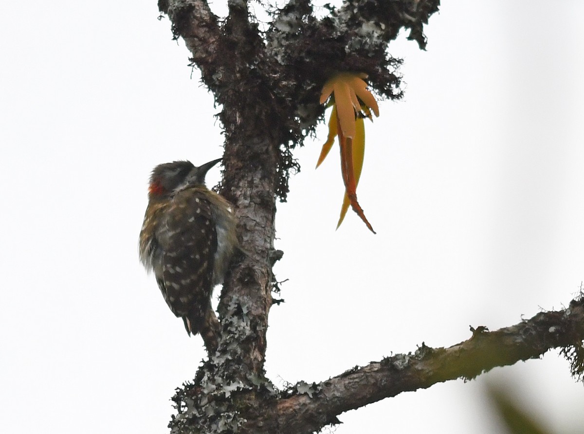 Sulawesi Pygmy Woodpecker - ML609298667