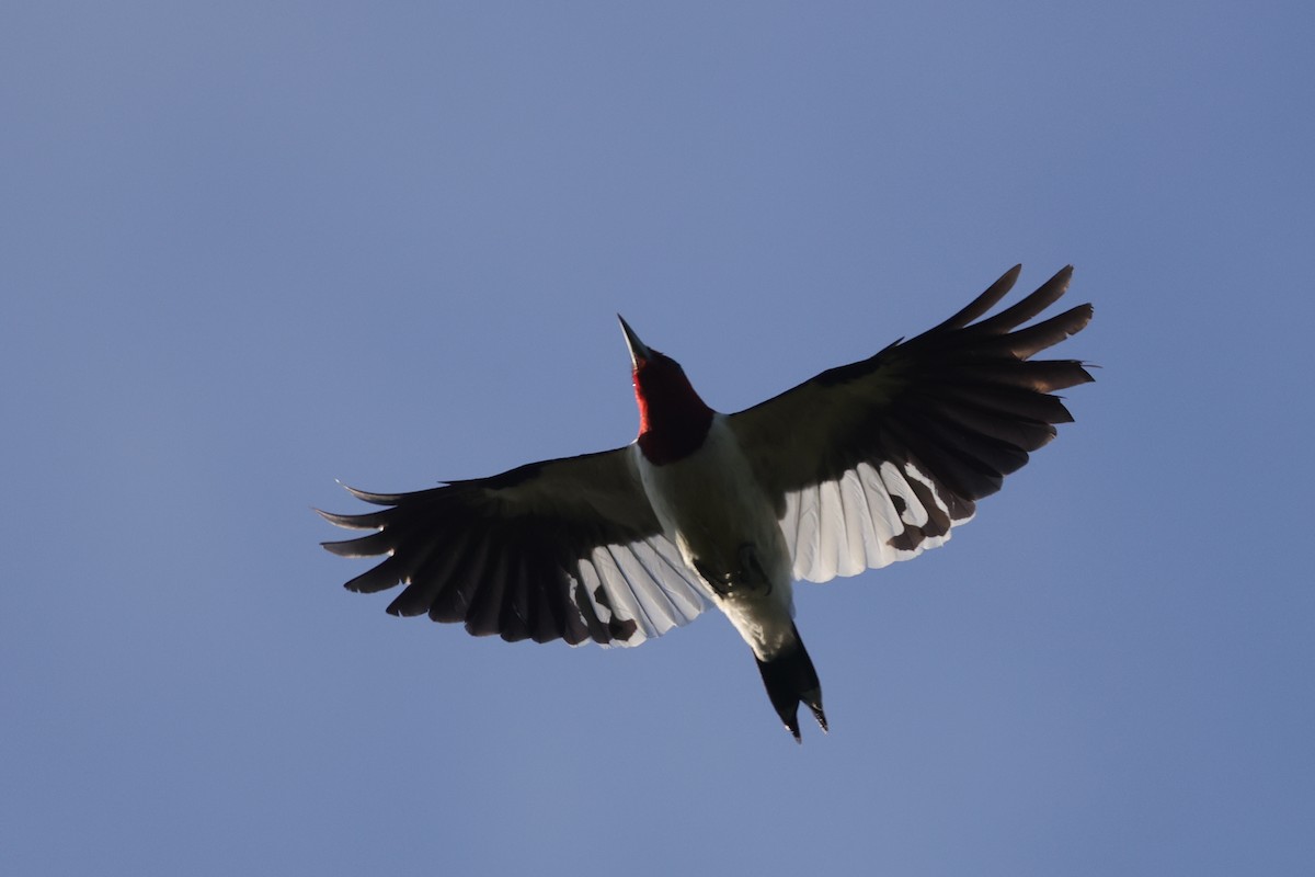 Red-headed Woodpecker - ML609298711