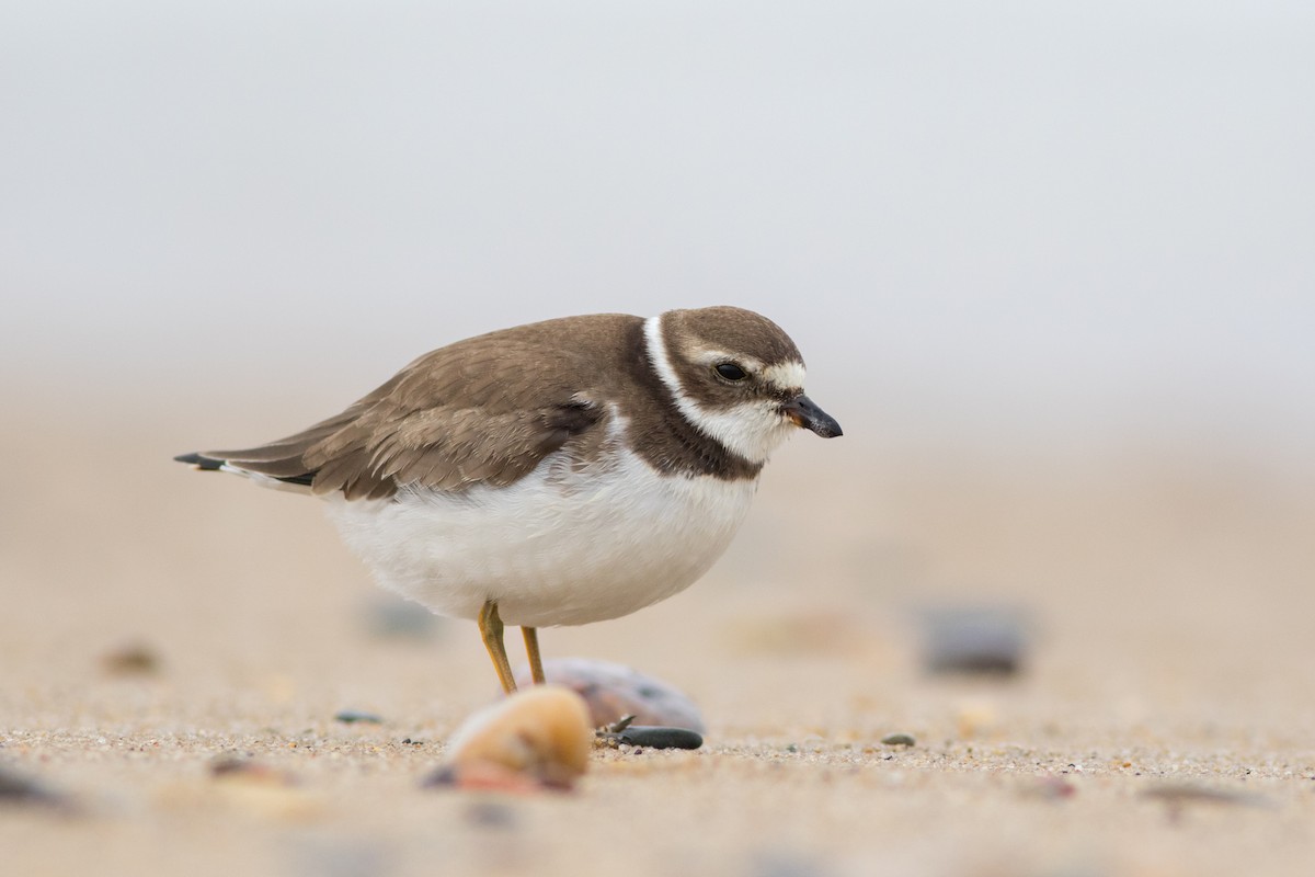 Semipalmated Plover - ML609299065