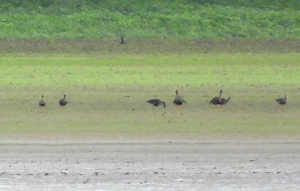 Greater White-fronted Goose - ML609299169