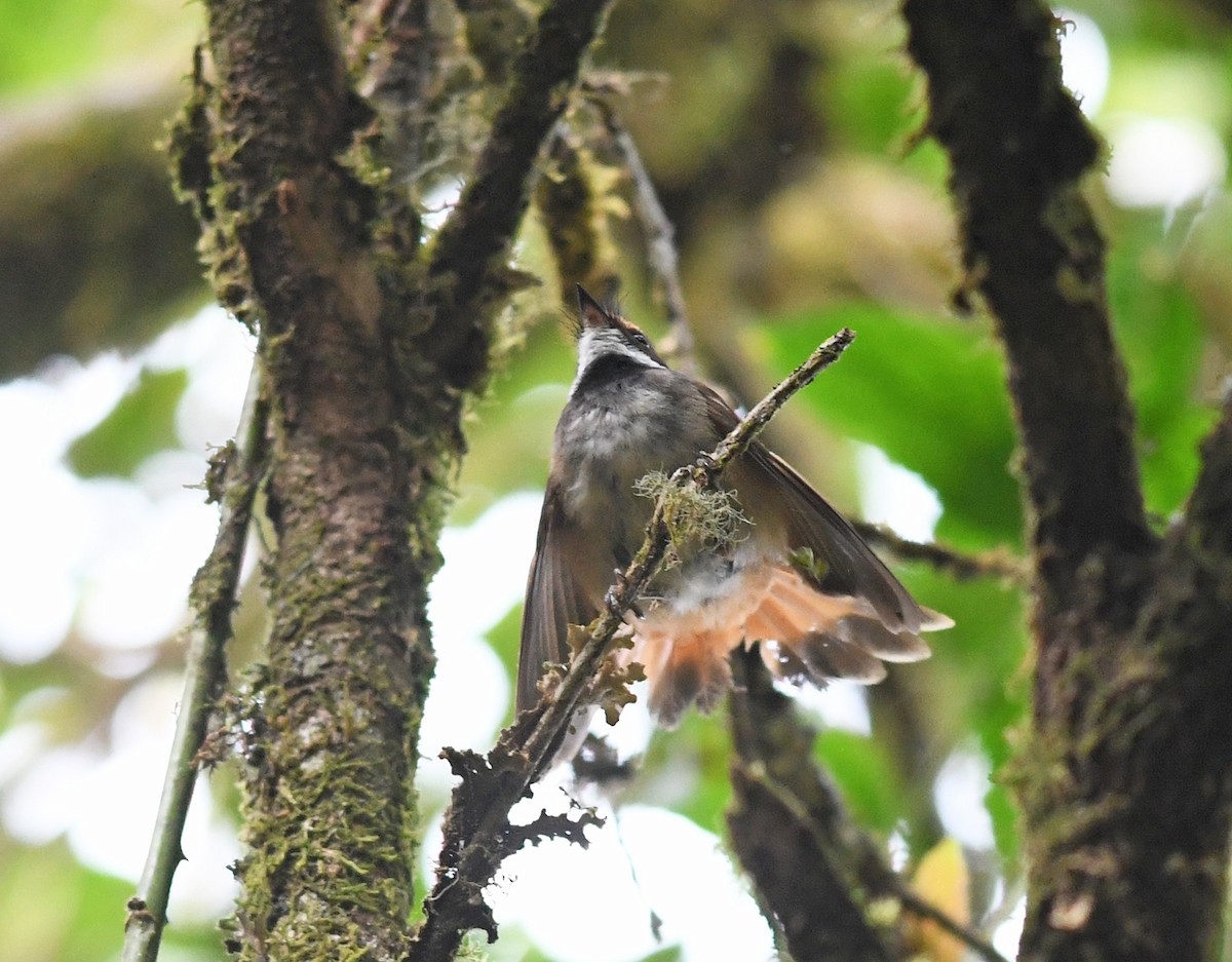Sulawesi Fantail - Joshua Vandermeulen