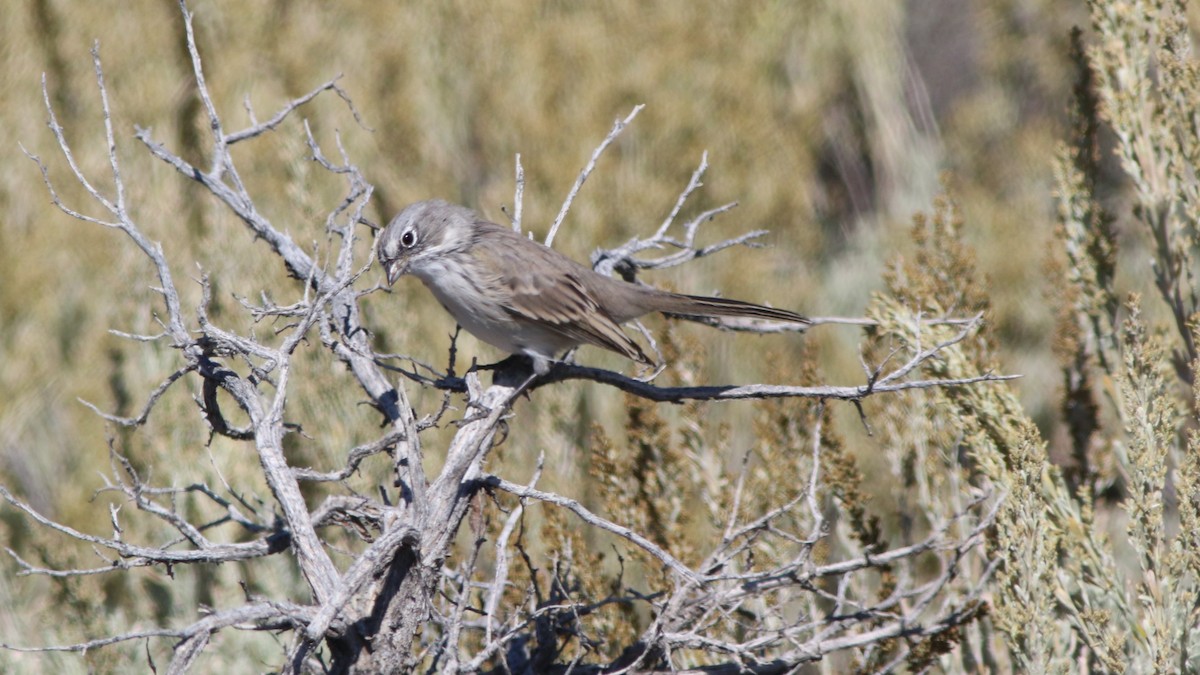 Sagebrush Sparrow - Robert McNab