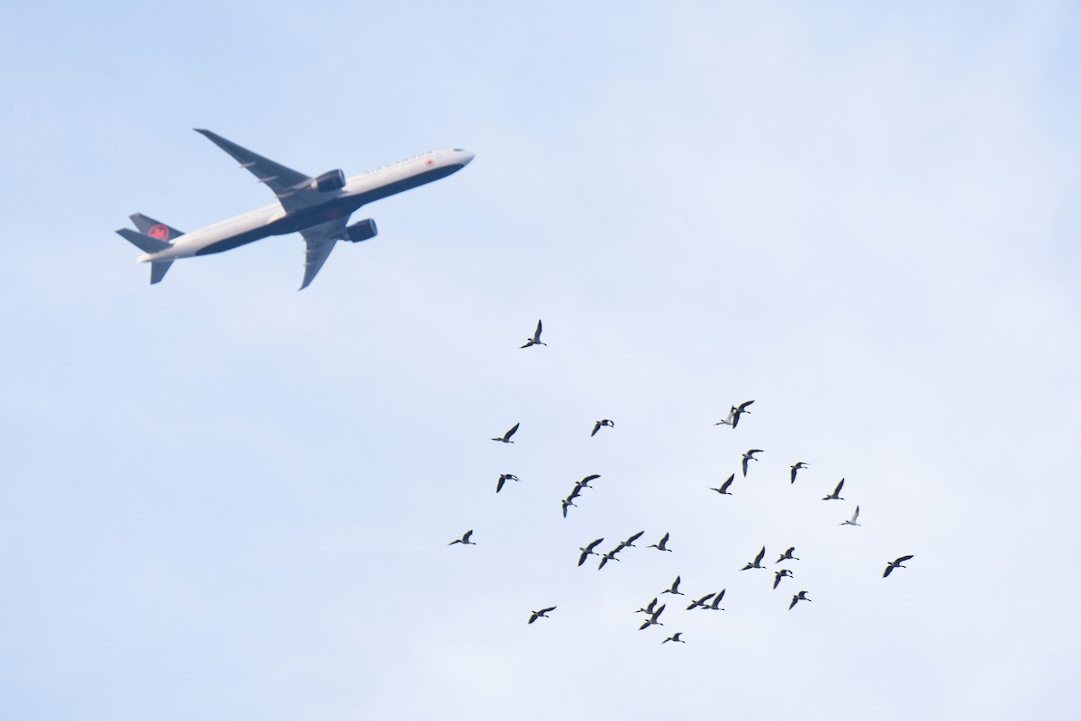 Snow Goose - ML609299393