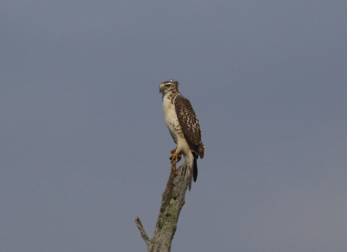 Red-tailed Hawk - ML609299525