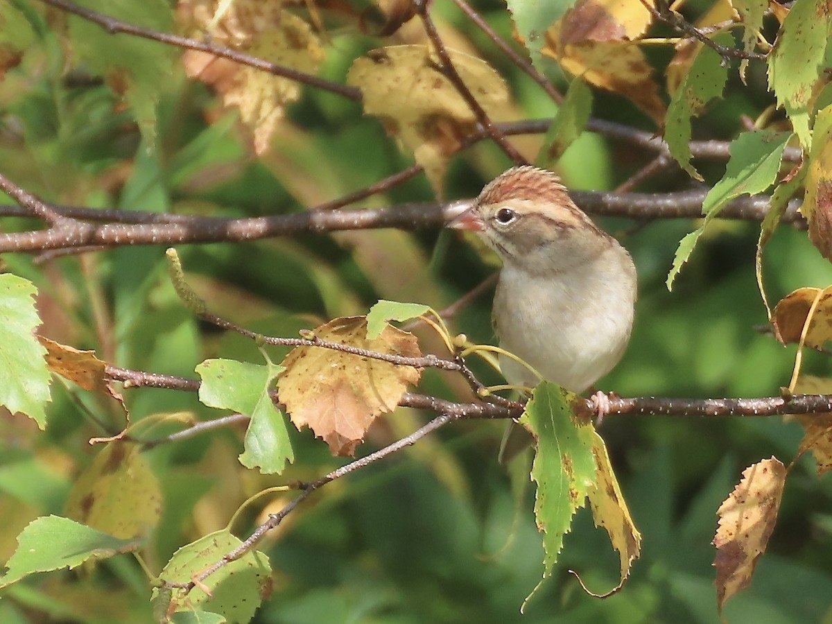 Chipping Sparrow - ML609300142