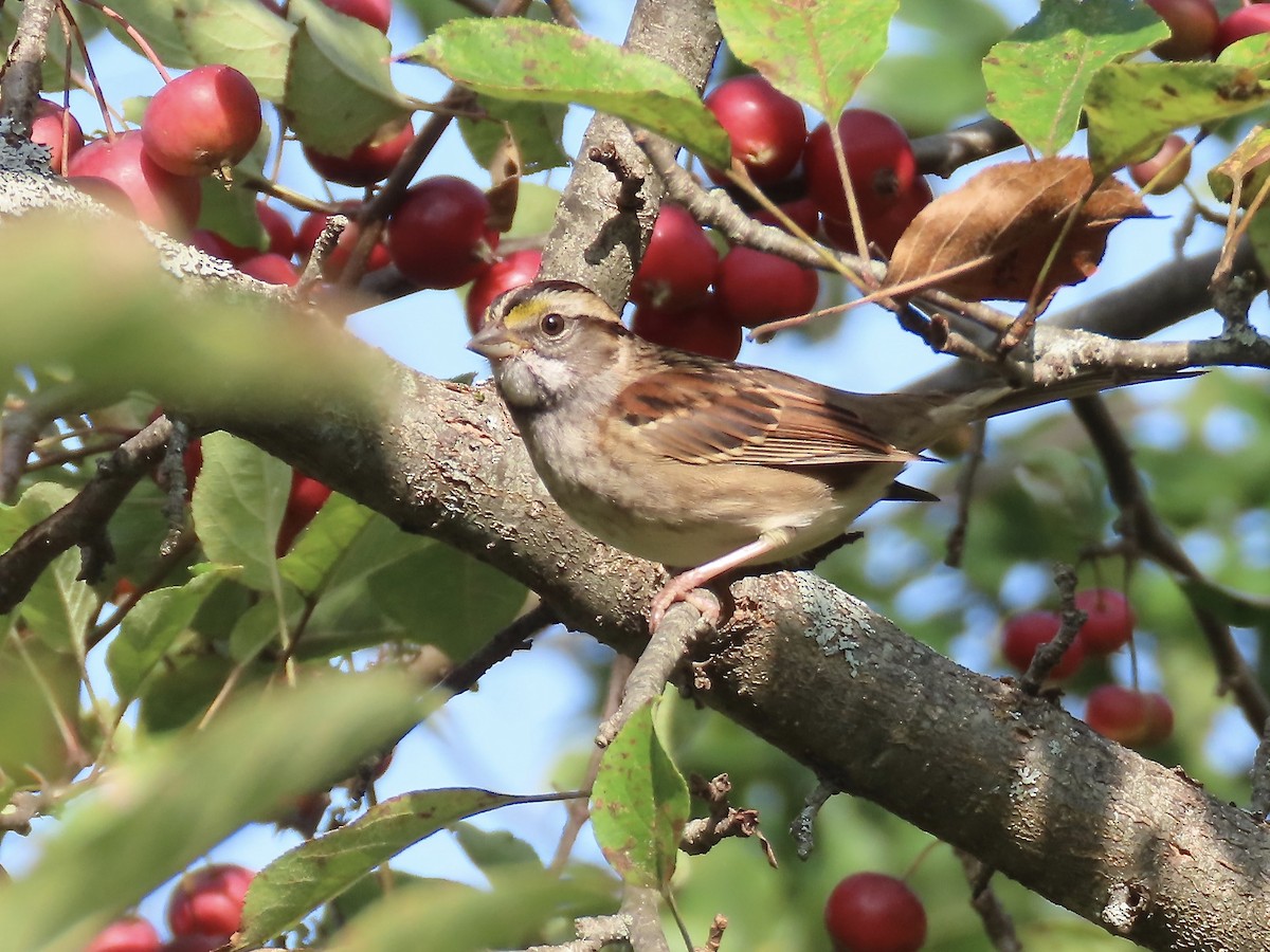 White-throated Sparrow - ML609300150