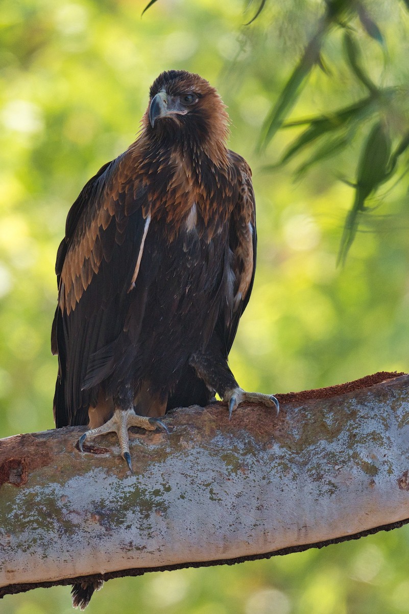 Wedge-tailed Eagle - ML609300415