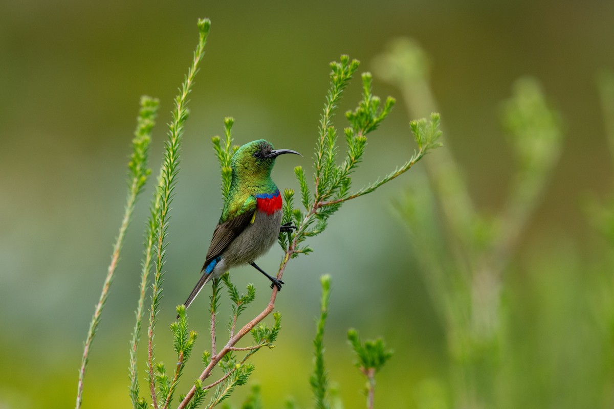 Southern Double-collared Sunbird - ML609300548