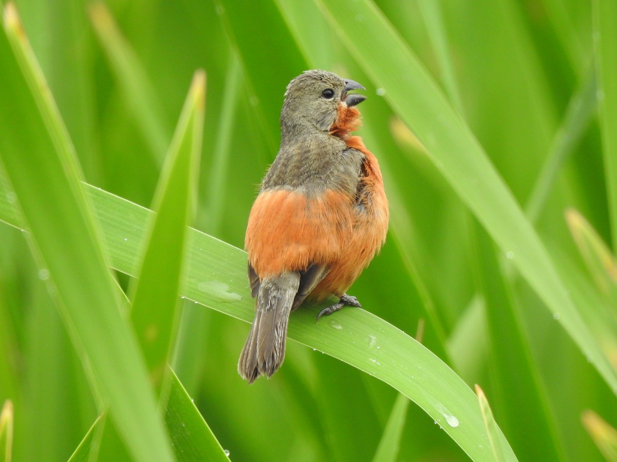Ruddy-breasted Seedeater - ML609301203