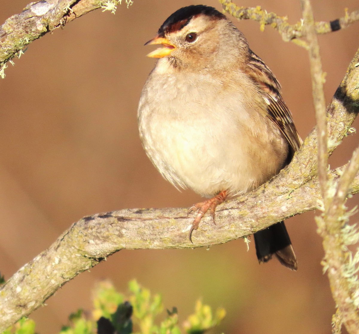 White-crowned Sparrow (Yellow-billed) - ML609301265