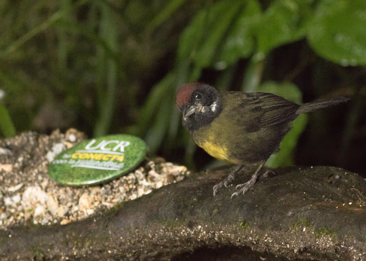Sooty-faced Finch - ML60930221