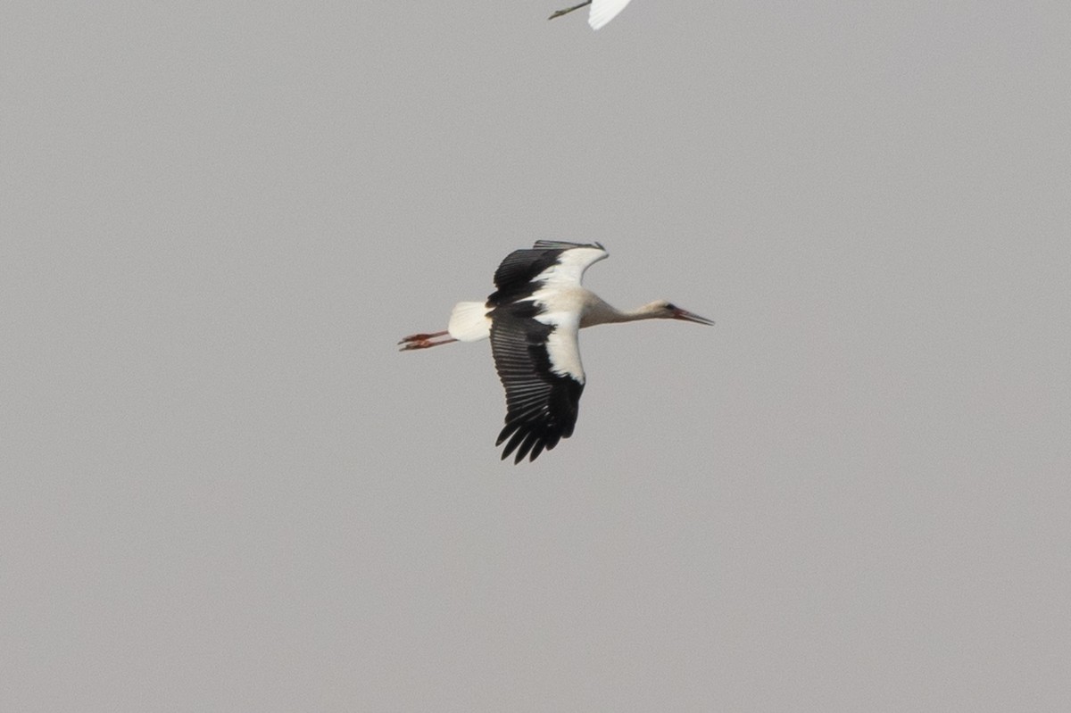 White Stork - ML609302275