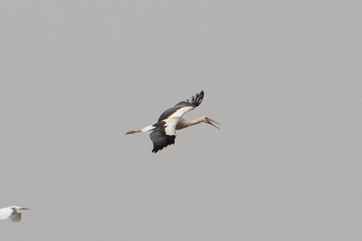 White Stork - ML609302276