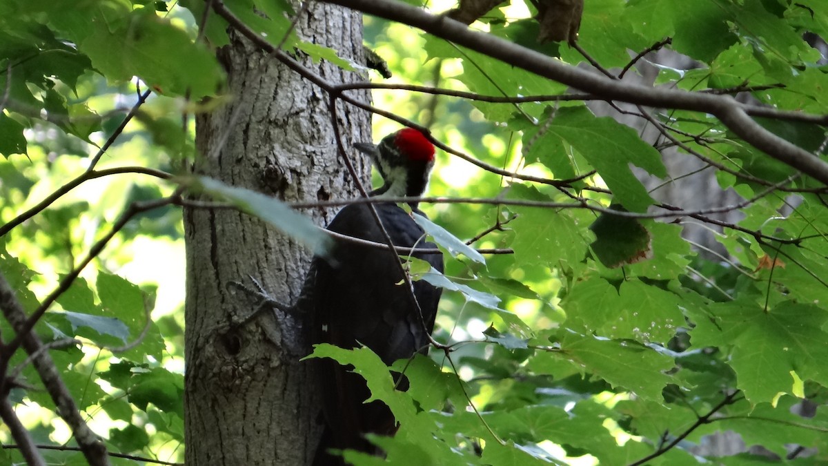 Pileated Woodpecker - ML609302424