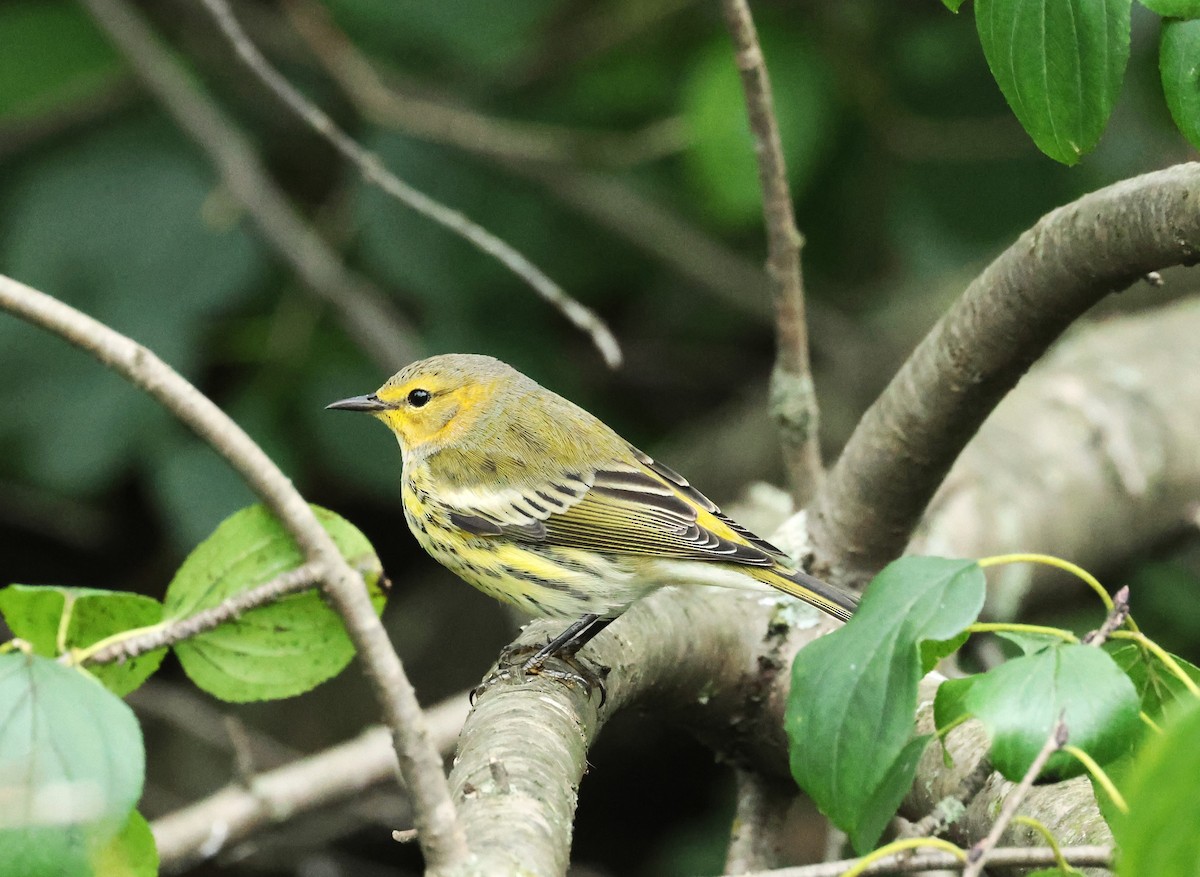 Cape May Warbler - ML609302455
