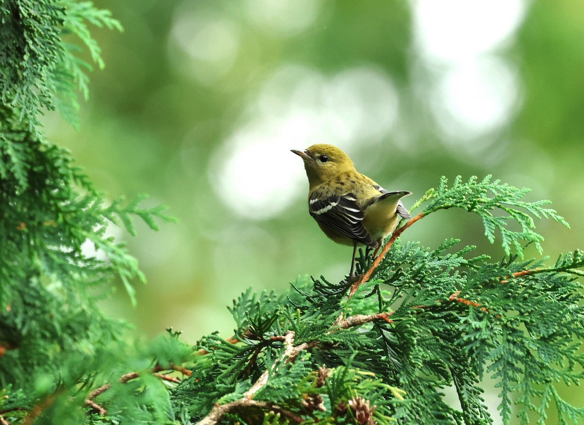 Bay-breasted Warbler - ML609302461