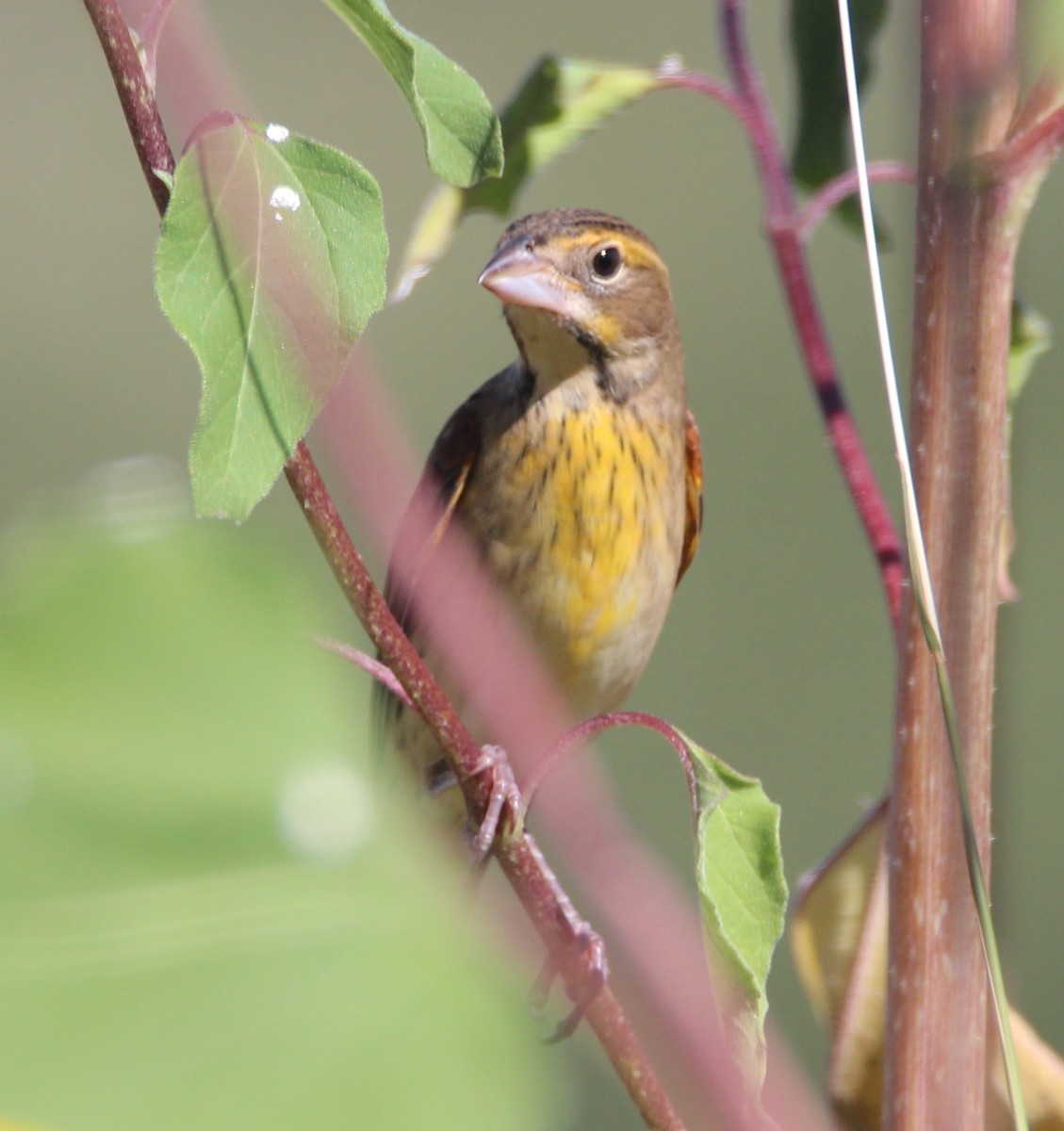 Dickcissel - Christopher Pipes