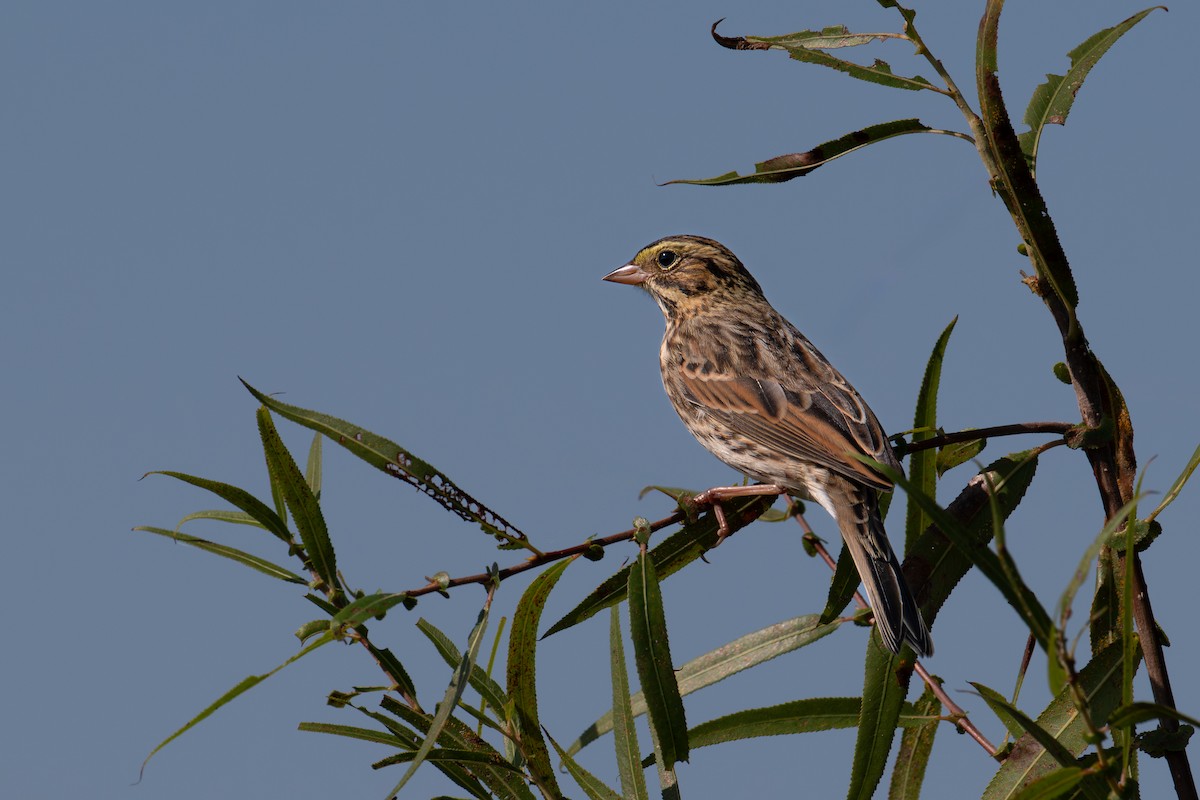 Savannah Sparrow - ML609302572